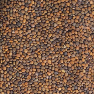 Graines à germer roquette germline