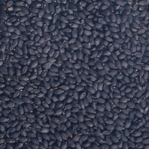 Graines à germer basilic germline