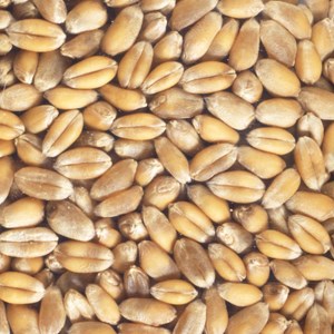 Graines à germer blé germline