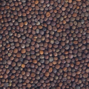 Graines à germer brocoli calabrais