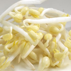 Graines à germer haricot mungo germline