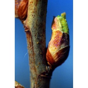 Bourgeons de cassissier 50 ml bio