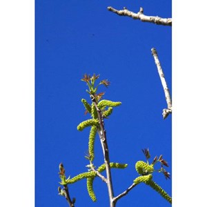 Bourgeons de noyer 50 ml bio