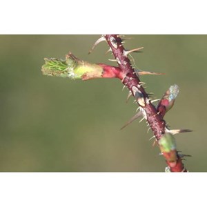 Bourgeons d'eglantier 50 ml bio