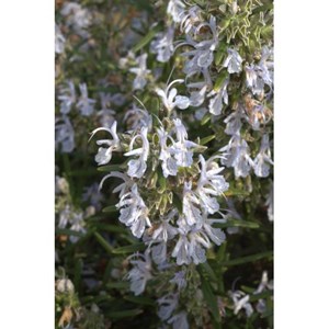 Bourgeons de romarin 50ml bio