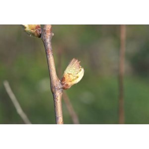 Bourgeons de vigne 50ml bio