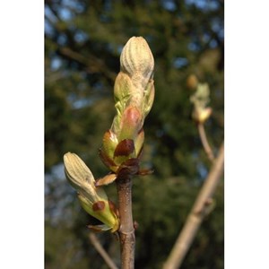 Bourgeons de marronnier 50ml bio