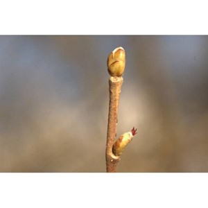 Bourgeons de noisetier 50ml bio