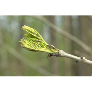Bourgeons de frêne 50 ml bio