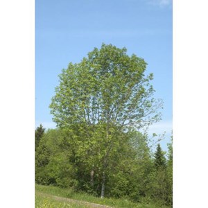 Frêne 50ml bio