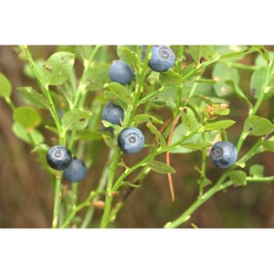 Myrtillier fruit (myrtille) 50ml bio