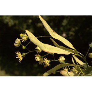 Tilleul bractée 50ml bio