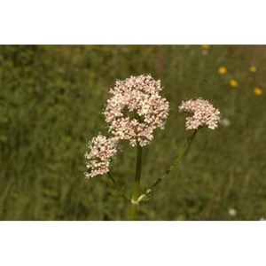 Valériane 50ml bio
