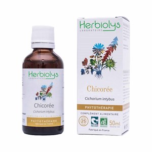 Chicorée bio