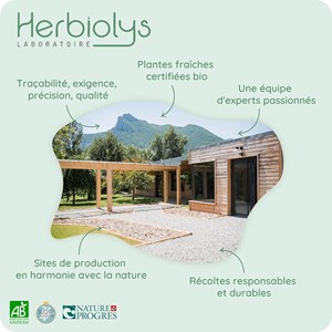 Guimauve bio