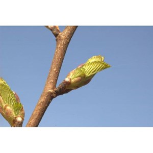 Bourgeons d'orme champêtre 50 ml bio