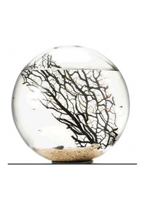 Bioglobe collection gorgonia 20 cm
