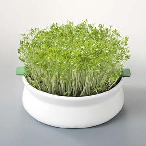 Coupelle de germination germline
