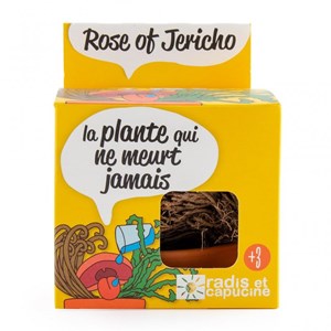 Rose de jéricho à reverdir