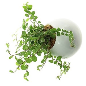 Flowerball