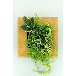 Cadre wallflower s 31x31cm