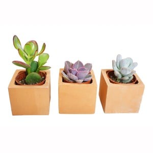 Les 3 mini succulentes