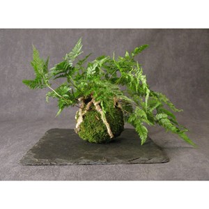 Kokedama Kinkaku ji ni