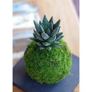 Kokedama Lushan ichi