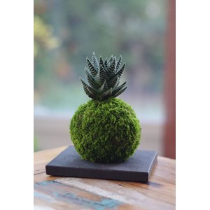 Kokedama Lushan ichi