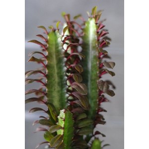 Kokedama Ningaloo ni