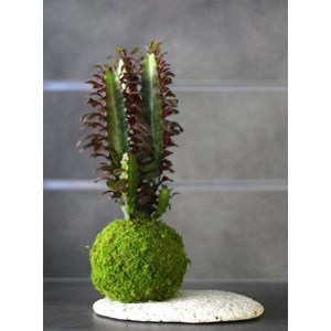 Kokedama Ningaloo ni