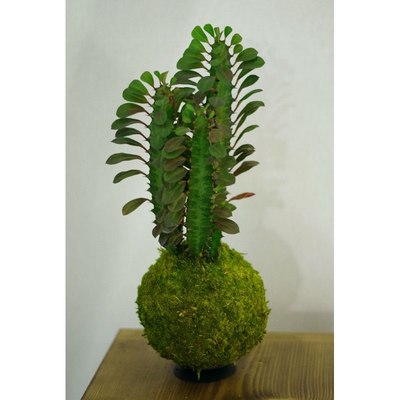 Kokedama Ningaloo ni