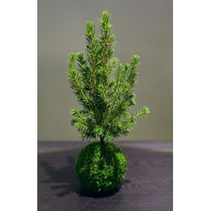 Kokedama mon beau sapin