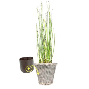La prêle du japon et son pot en osier