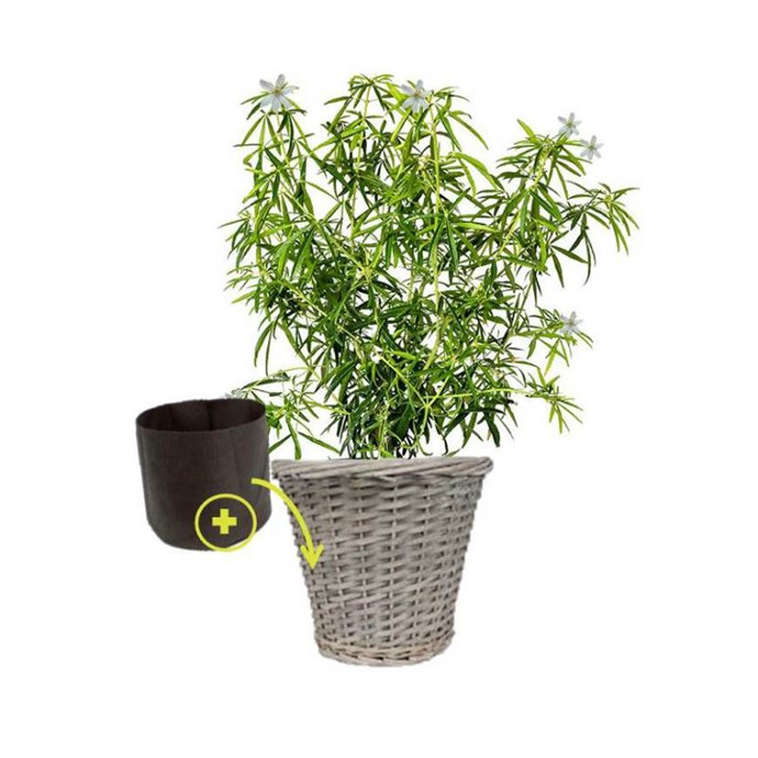 Oranger Du Mexique En Pot Sur Balcon