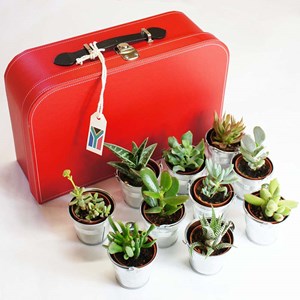 Voyage en afrique du sud