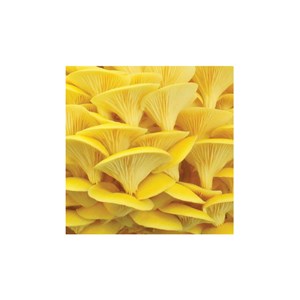 Kit champignons pleurotes jaune
