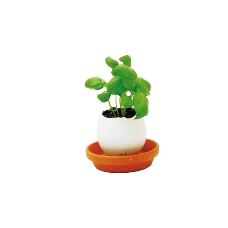 Noted - Oeuf kit basilic