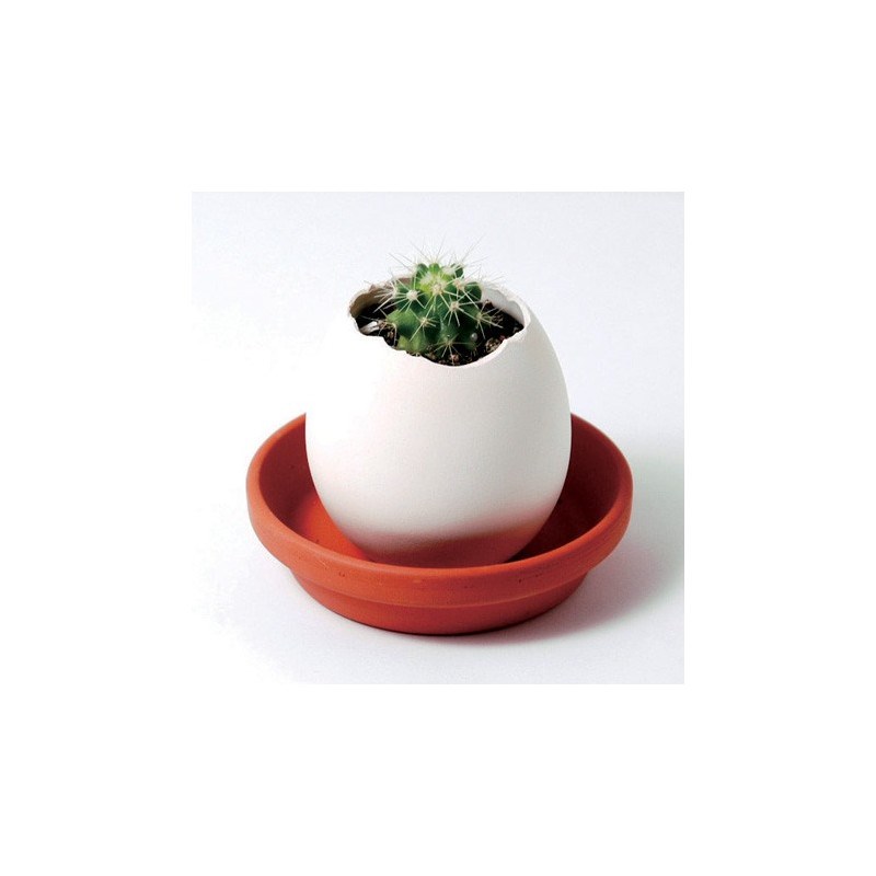 Noted - Oeuf kit cactus