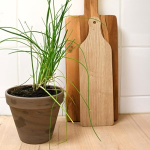 Pot finition basalte pour sa ciboulette