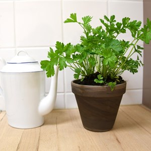 Pot basalte pour persil à feuille plate