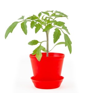 Pot cloche pour semis de tomate 'cerise'