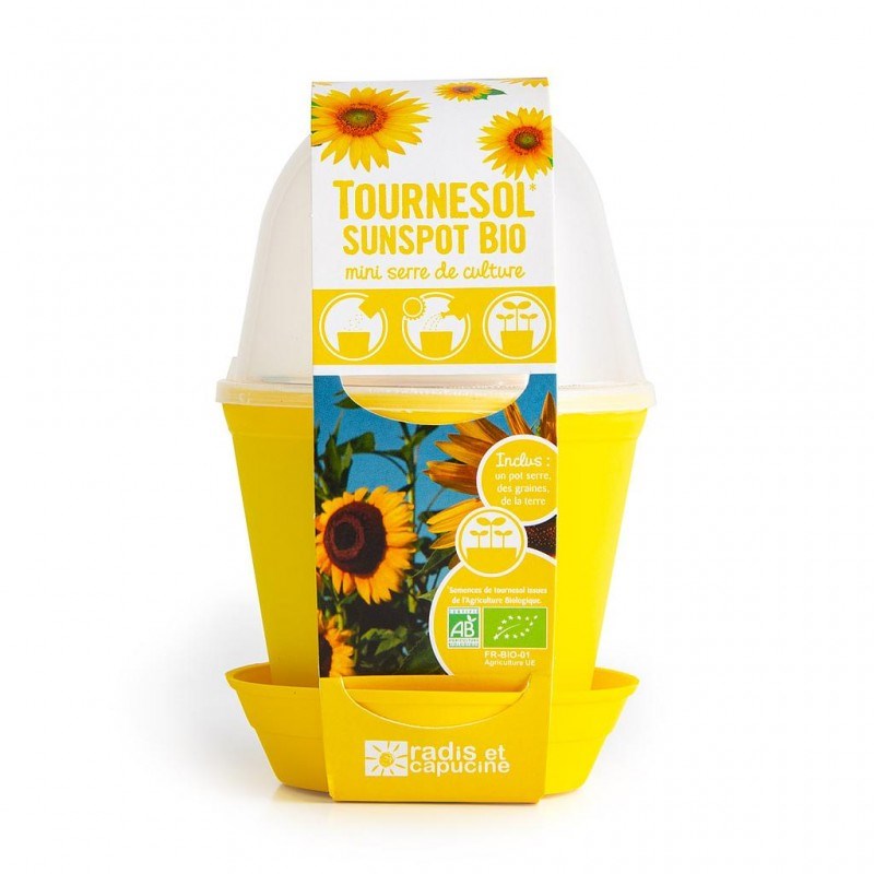 Plot cloche pour semis de tournesol