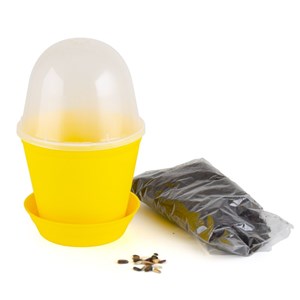 Plot cloche pour semis de tournesol
