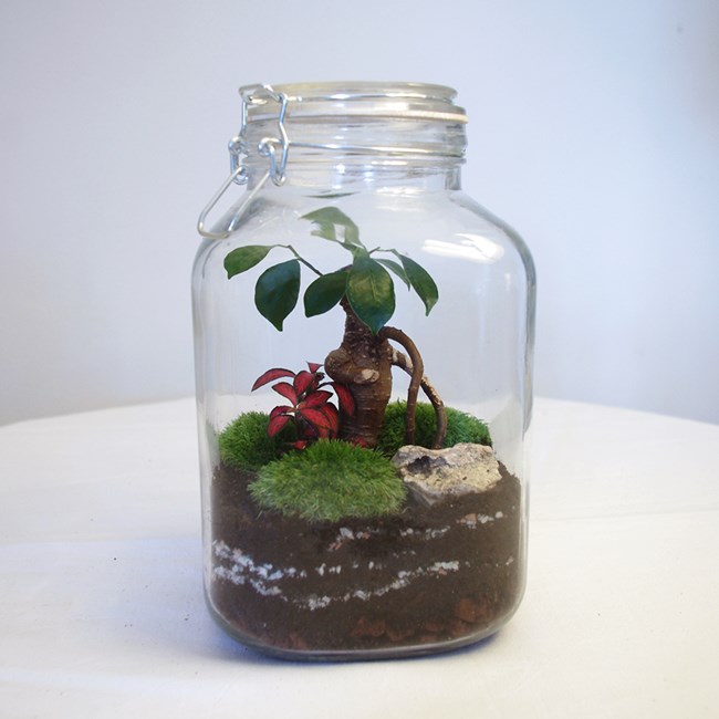 Kit terrarium grand bocal rouge Nature & Découvertes