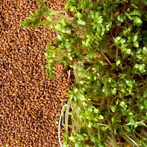 Graines à germer cresson bio 50 g diy