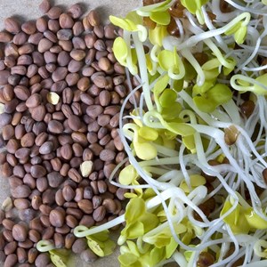 Graines à germer radis daïkon bio 50 g