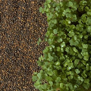 Graines à germer roquette bio 50gr diy