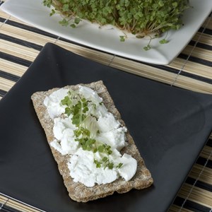 Graines à germer roquette bio 50gr diy