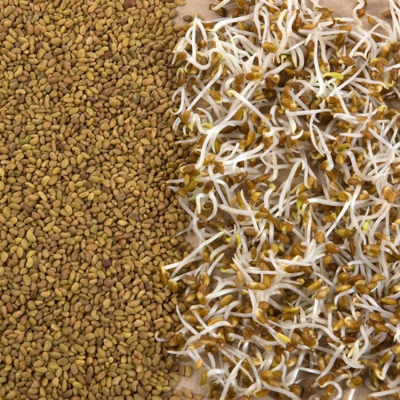 Alfalfa graines à germer 100 g